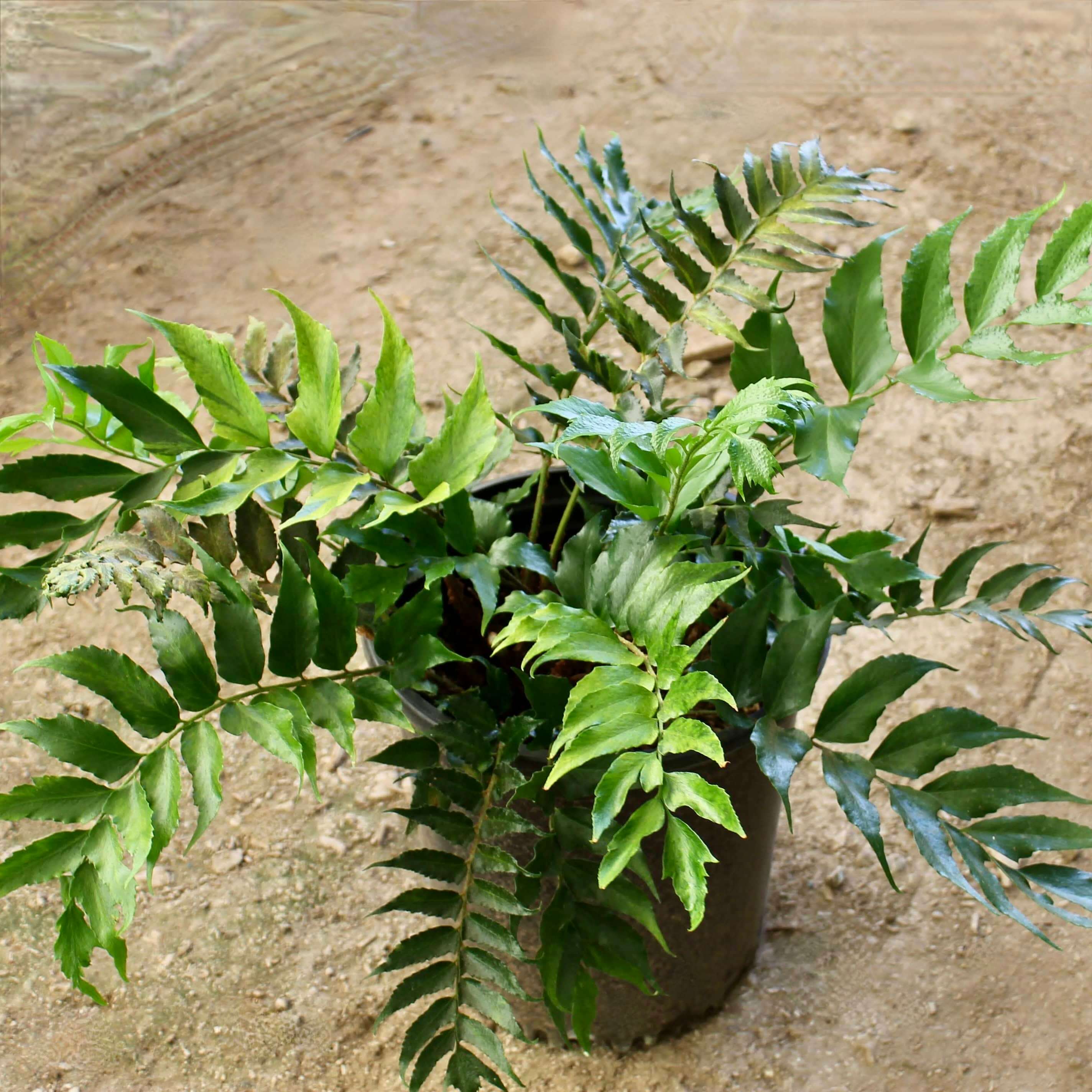 holly fern - Cyrtomium falcatum